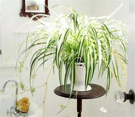 什麼植物可以放房間|Top 10 室內植物推薦！用觀葉植物盆栽，輕鬆綠化居。